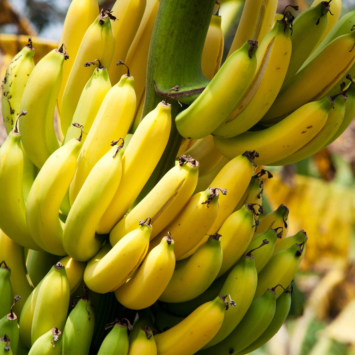 Dwarf Cavendish Banana Tree — Compact Tropical Fruit Plant live plant