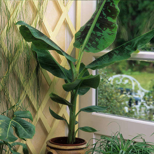 Dwarf Cavendish Banana Tree — Compact Tropical Fruit Plant