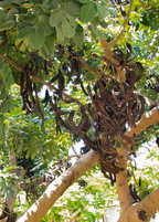 Carob Tree — Ceratonia siliqua