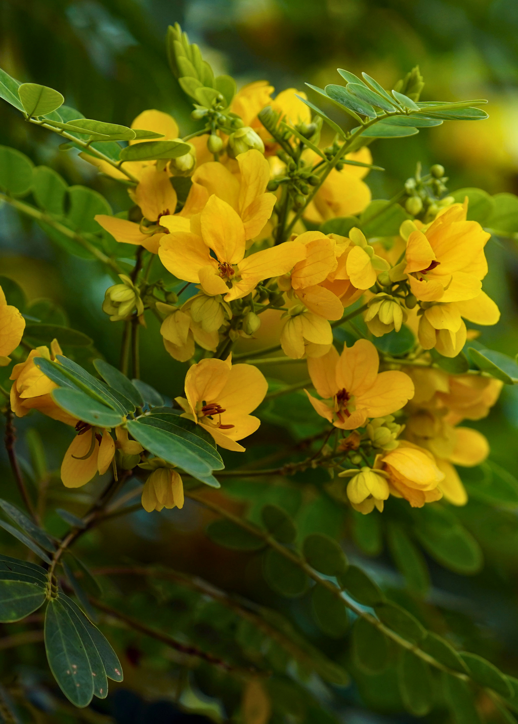 Cassia Cinnamon — Chinese Cinnamon Tree