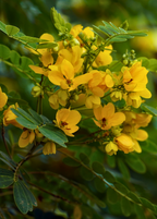 Cassia Cinnamon — Chinese Cinnamon Tree