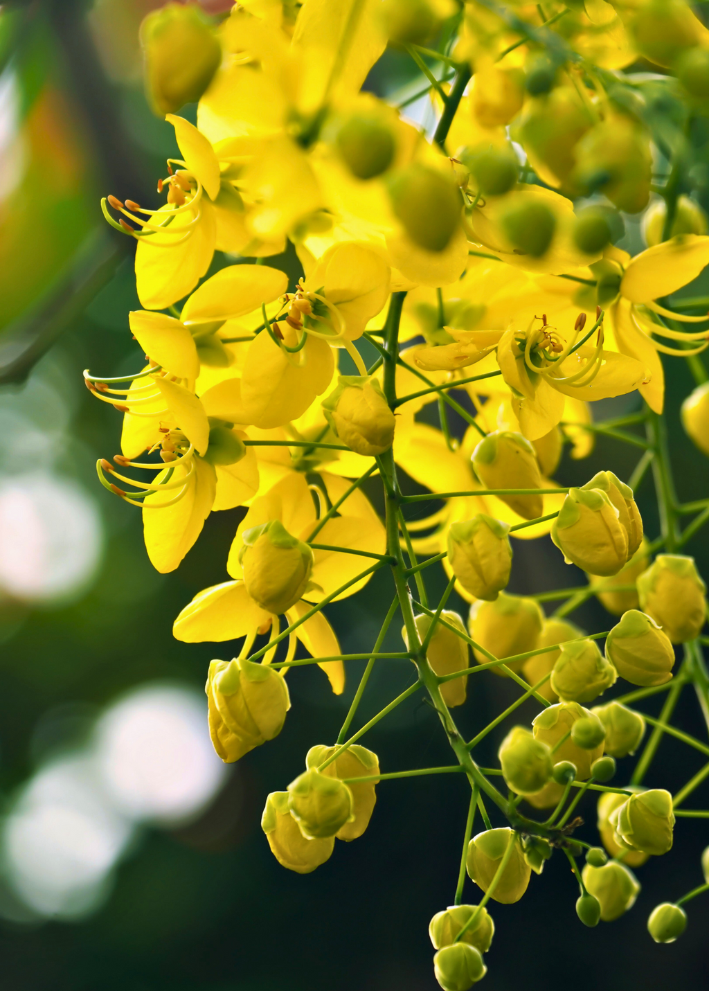 Cassia Cinnamon — Chinese Cinnamon Tree