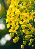 Cassia Cinnamon — Chinese Cinnamon Tree
