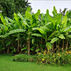 Dwarf Cavendish Banana Tree — Compact Tropical Fruit Plant live plant