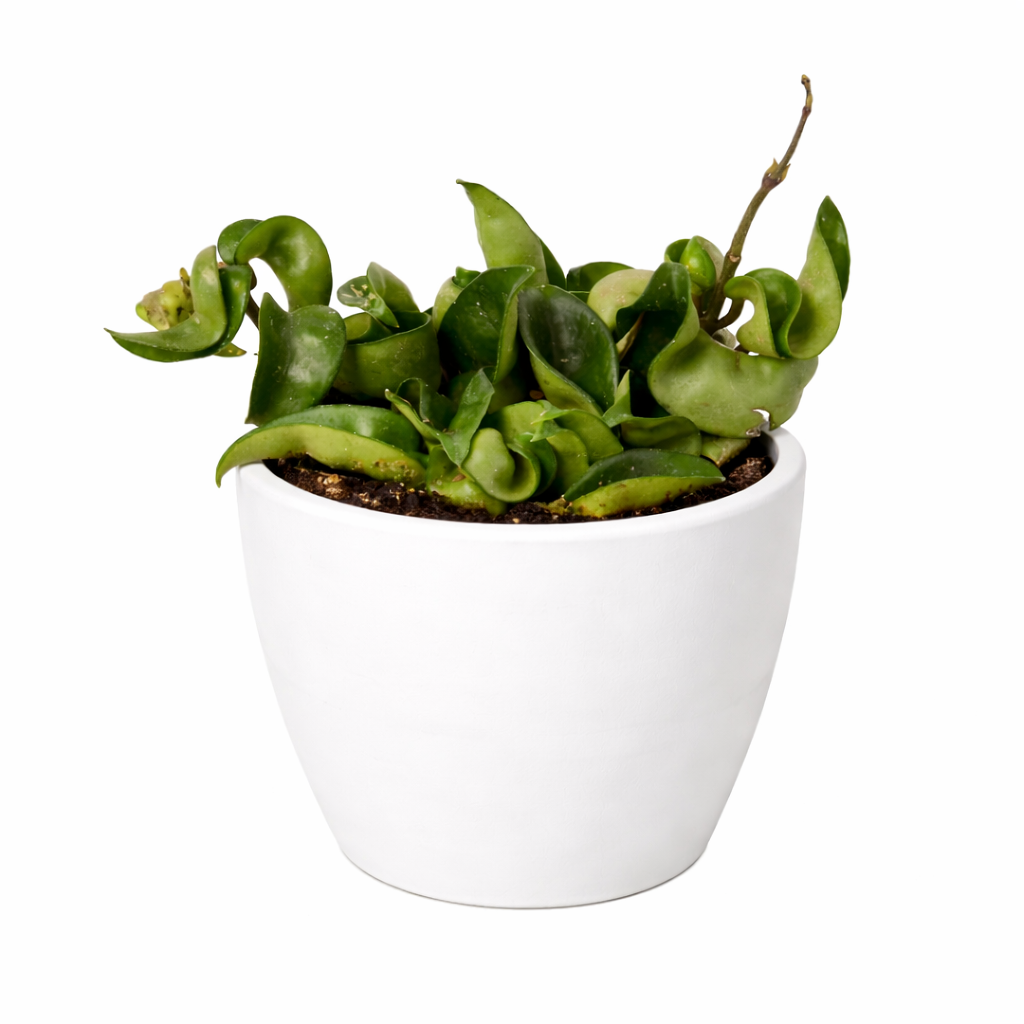 Hindu Rope Hoya — Curled Wax Plant live plant