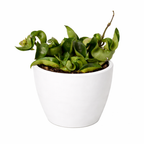 Hindu Rope Hoya — Curled Wax Plant live plant