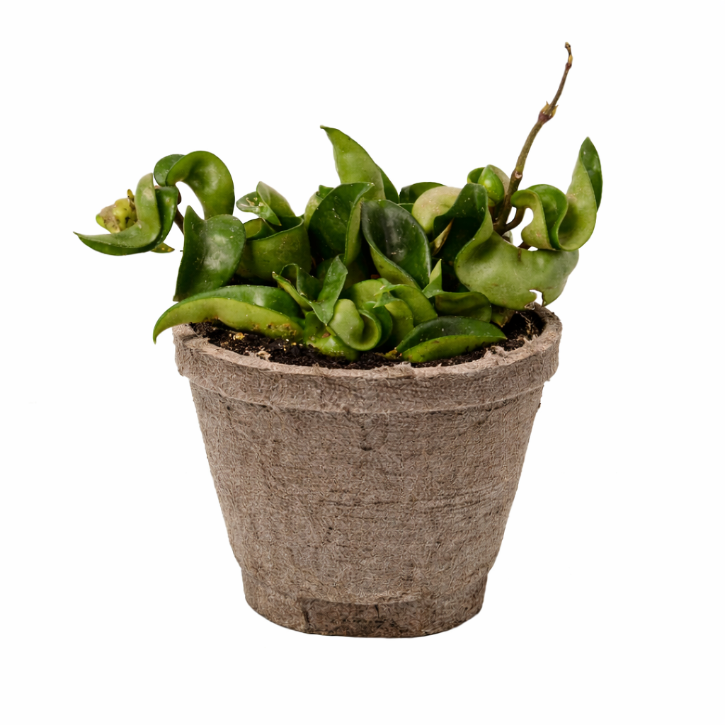 Hindu Rope Hoya — Curled Wax Plant live plant