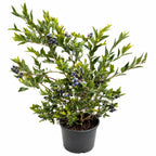 Mini Blues Blueberry Plant — Compact Sweet Berry Bush live plant