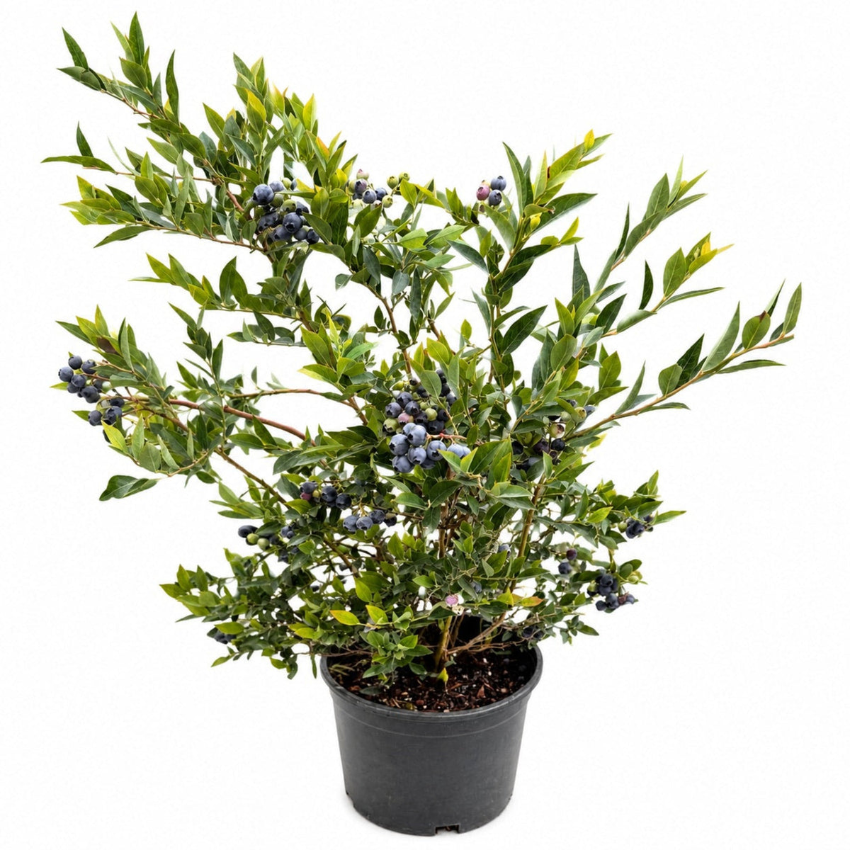 Mini Blues Blueberry Plant — Compact Sweet Berry Bush live plant