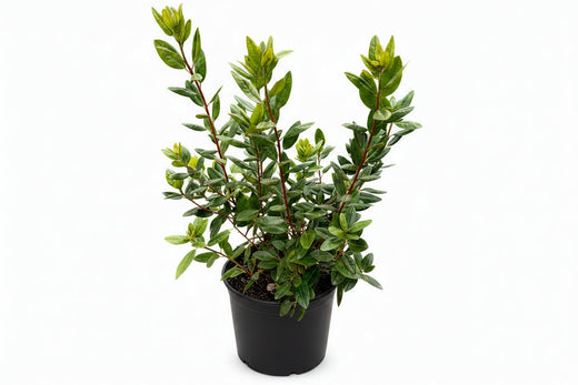 PJM Rhododendron