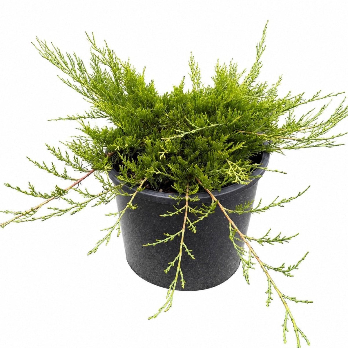 Buffalo Juniper
