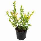 Sweetheart Blueberry live fruit plant