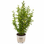 Purple Pillar® Rose of Sharon