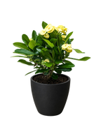 Crown of Thorns