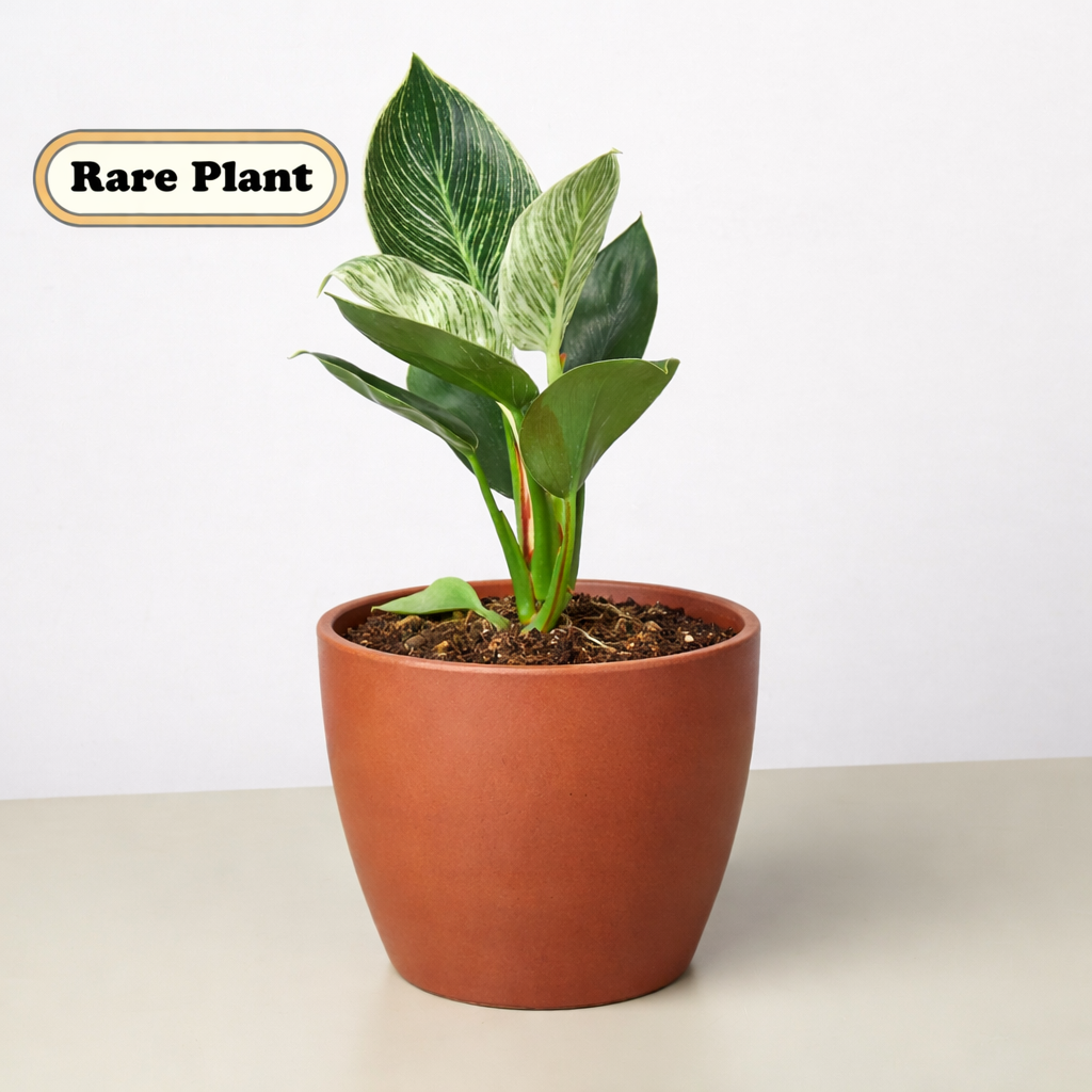 Philodendron Birkin — Pinstriped Houseplant live plant