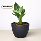 Philodendron Birkin — Pinstriped Houseplant live plant