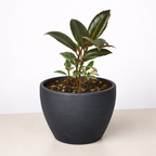 Tineke Rubber Plant — Variegated Ficus live plant