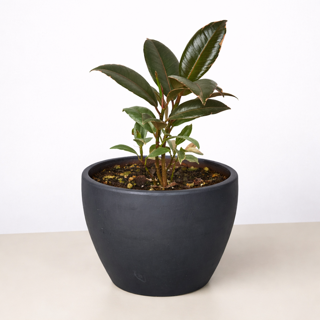 Tineke Rubber Plant — Variegated Ficus live plant