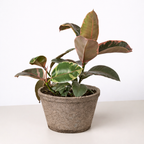 Ficus Elastica 'Ruby Pink'