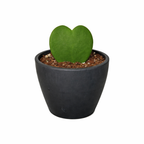 Hoya Sweetheart