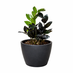 ZZ Zamioculcas 'Black Queen'