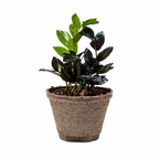 ZZ Zamioculcas 'Black Queen'