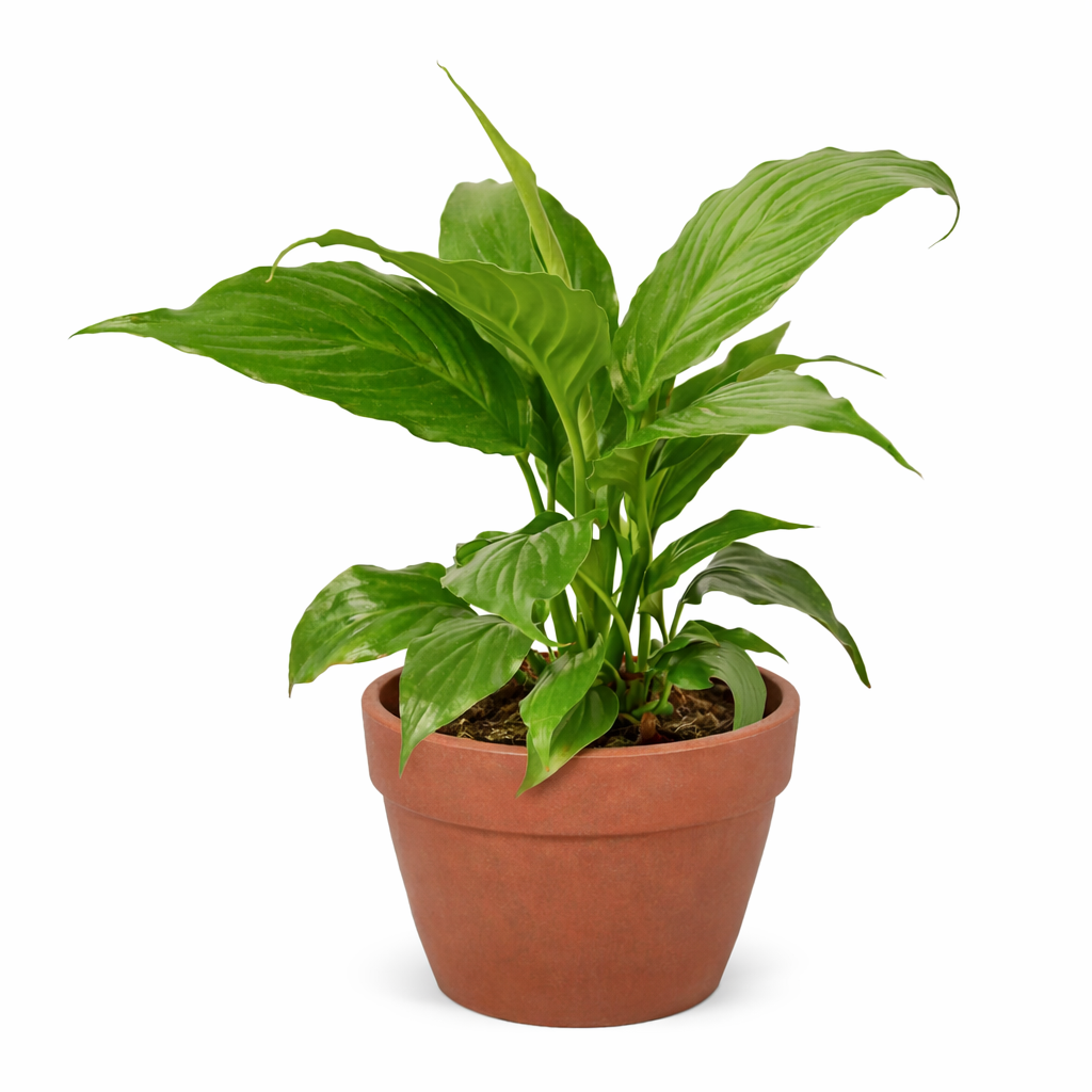 Peace Lily — Flowering Indoor Plant live plant