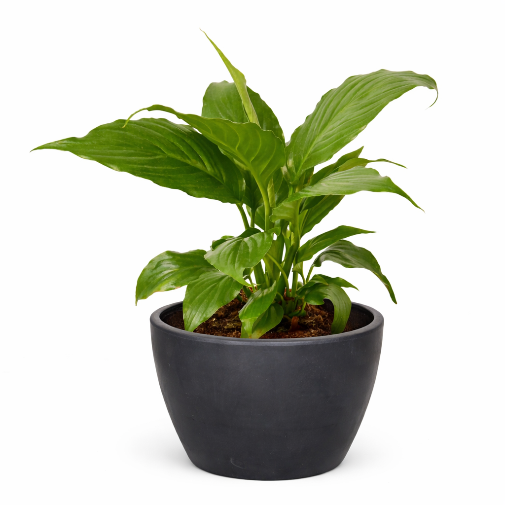 Peace Lily — Flowering Indoor Plant live plant