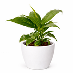 Peace Lily — Flowering Indoor Plant live plant