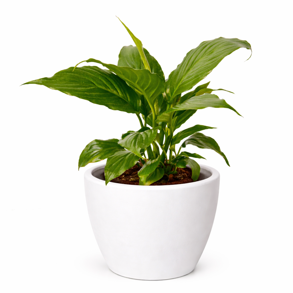 Peace Lily — Flowering Indoor Plant live plant