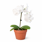 White Phalaenopsis Orchid — Double Spike live plant