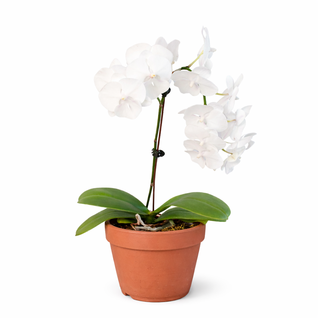 White Phalaenopsis Orchid — Double Spike live plant