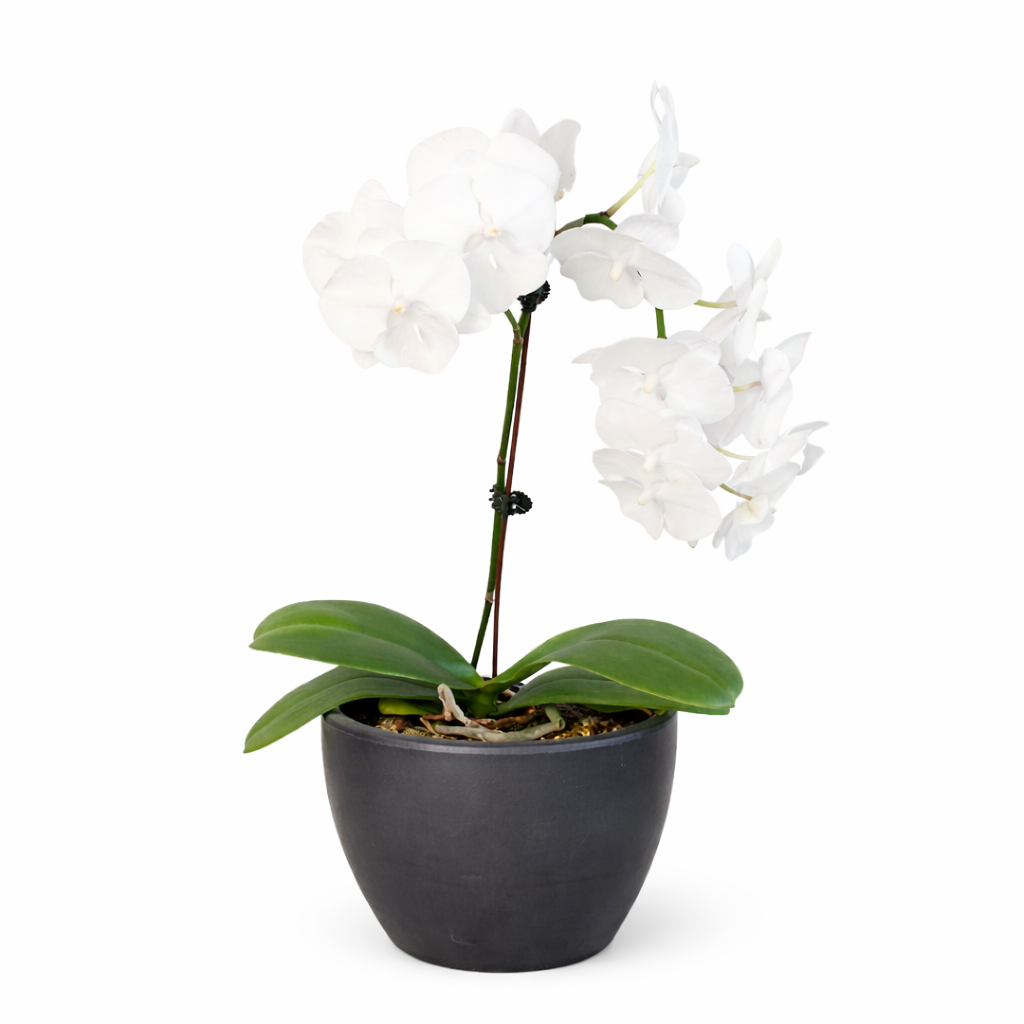 White Phalaenopsis Orchid — Double Spike live plant
