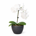 White Phalaenopsis Orchid — Double Spike live plant