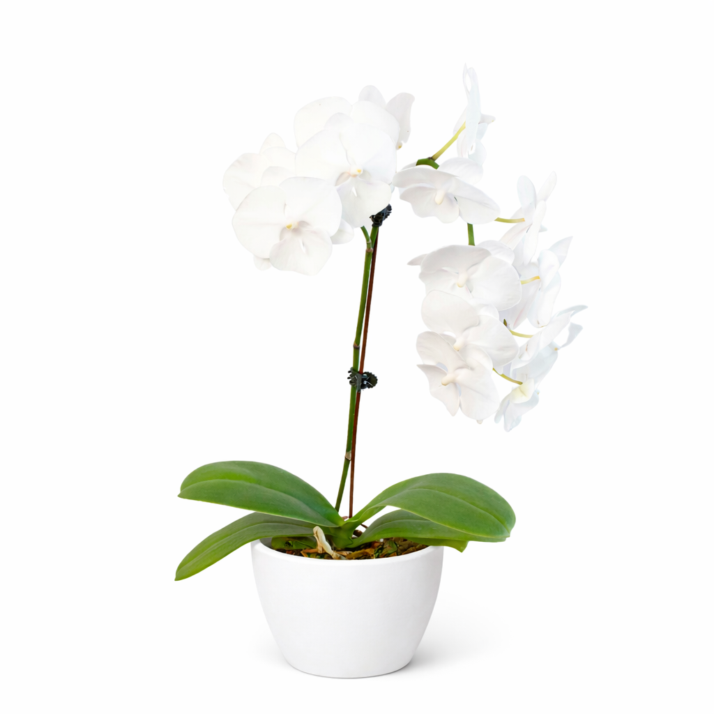 White Phalaenopsis Orchid — Double Spike live plant