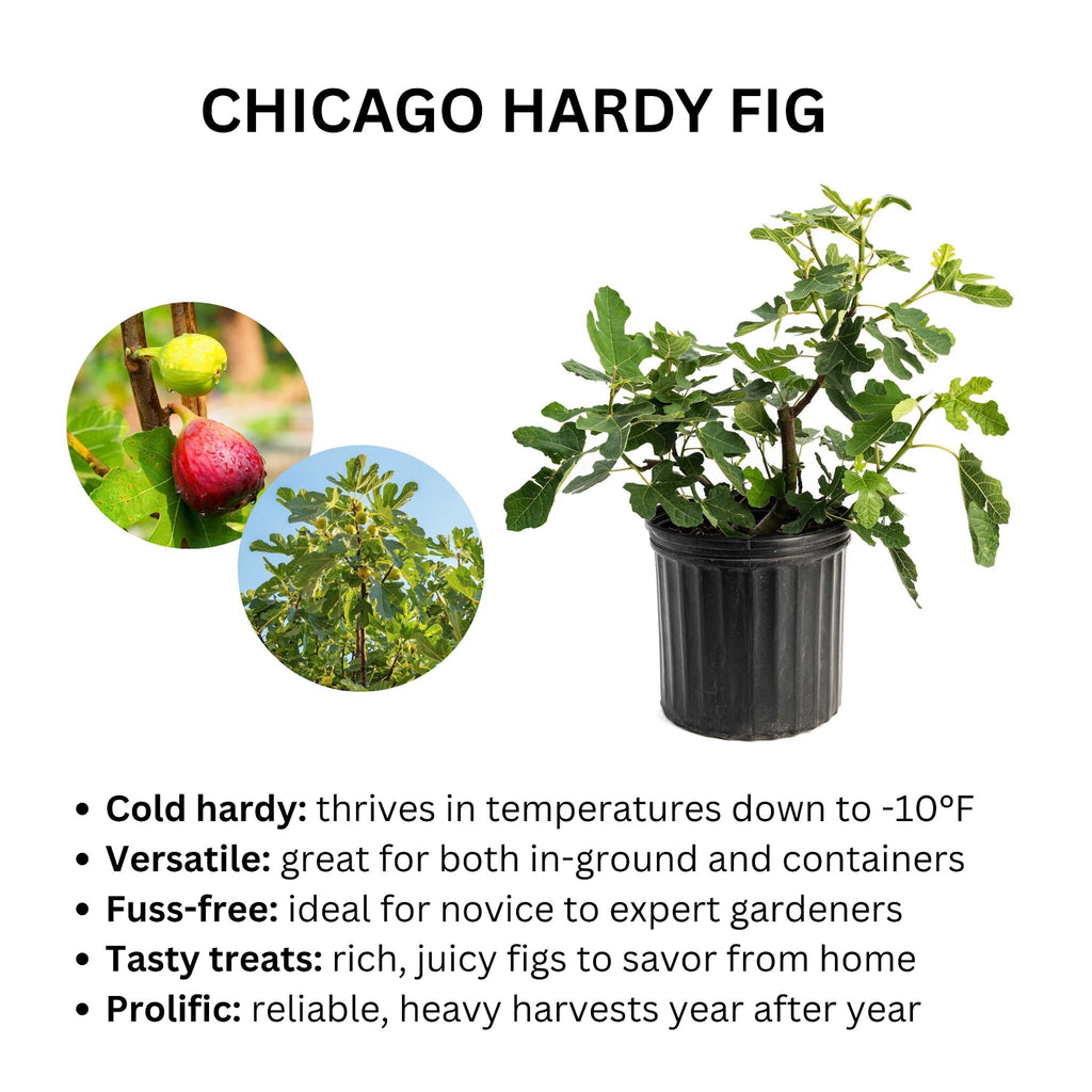 Chicago Hardy Fig Tree — Cold-Hardy & Self-Pollinating live plant