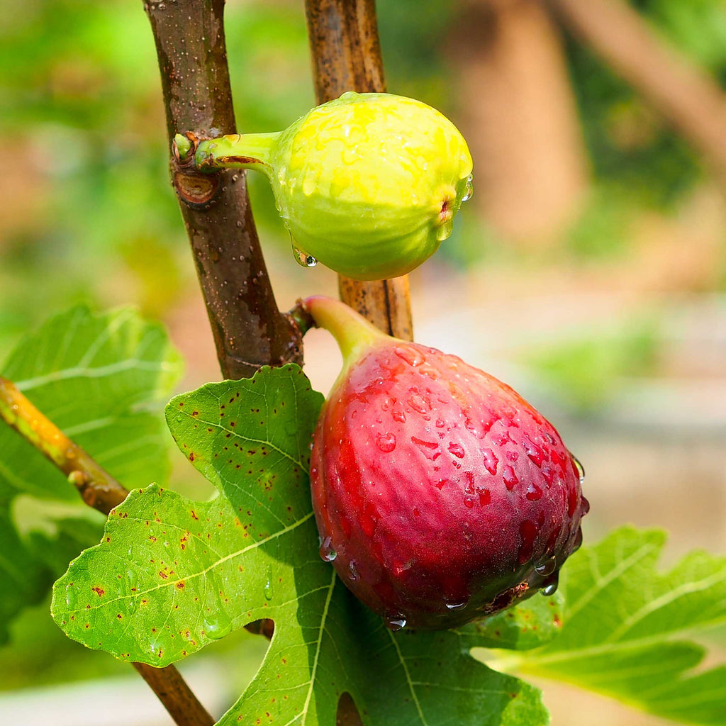 Chicago Hardy Fig Tree — Cold-Hardy & Self-Pollinating live plant