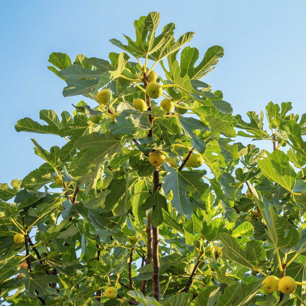 Fig Orchard Pack — Three Productive Fruit Trees live plant