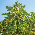 Fig Orchard Pack — Three Productive Fruit Trees