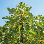 Fig Orchard Pack — Three Productive Fruit Trees live plant