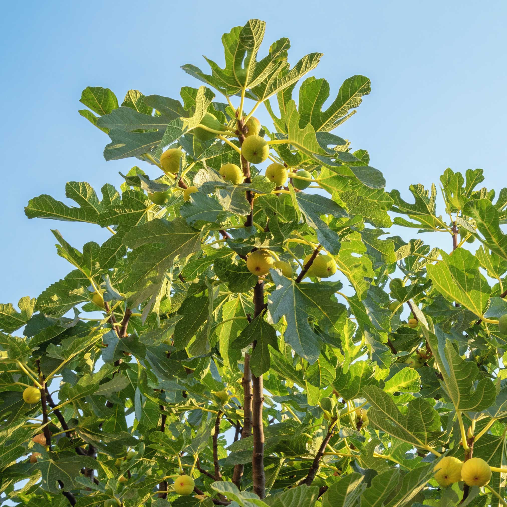 Fig Orchard Pack — Three Productive Fruit Trees live plant