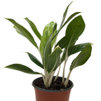 Chinese Evergreen 'Snow Cap'