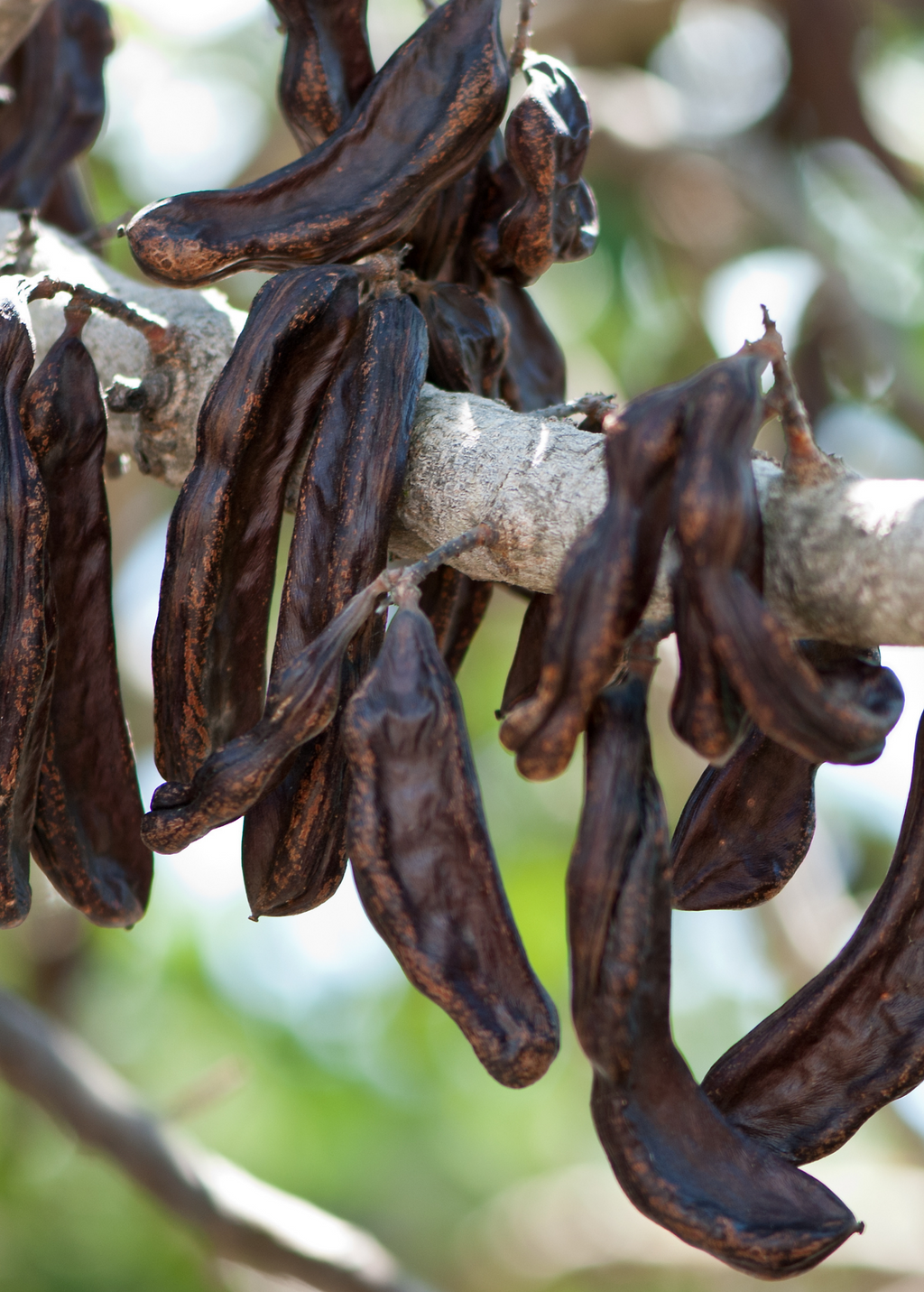 Carob Tree — Ceratonia siliqua