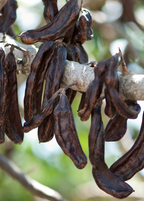 Carob Tree — Ceratonia siliqua