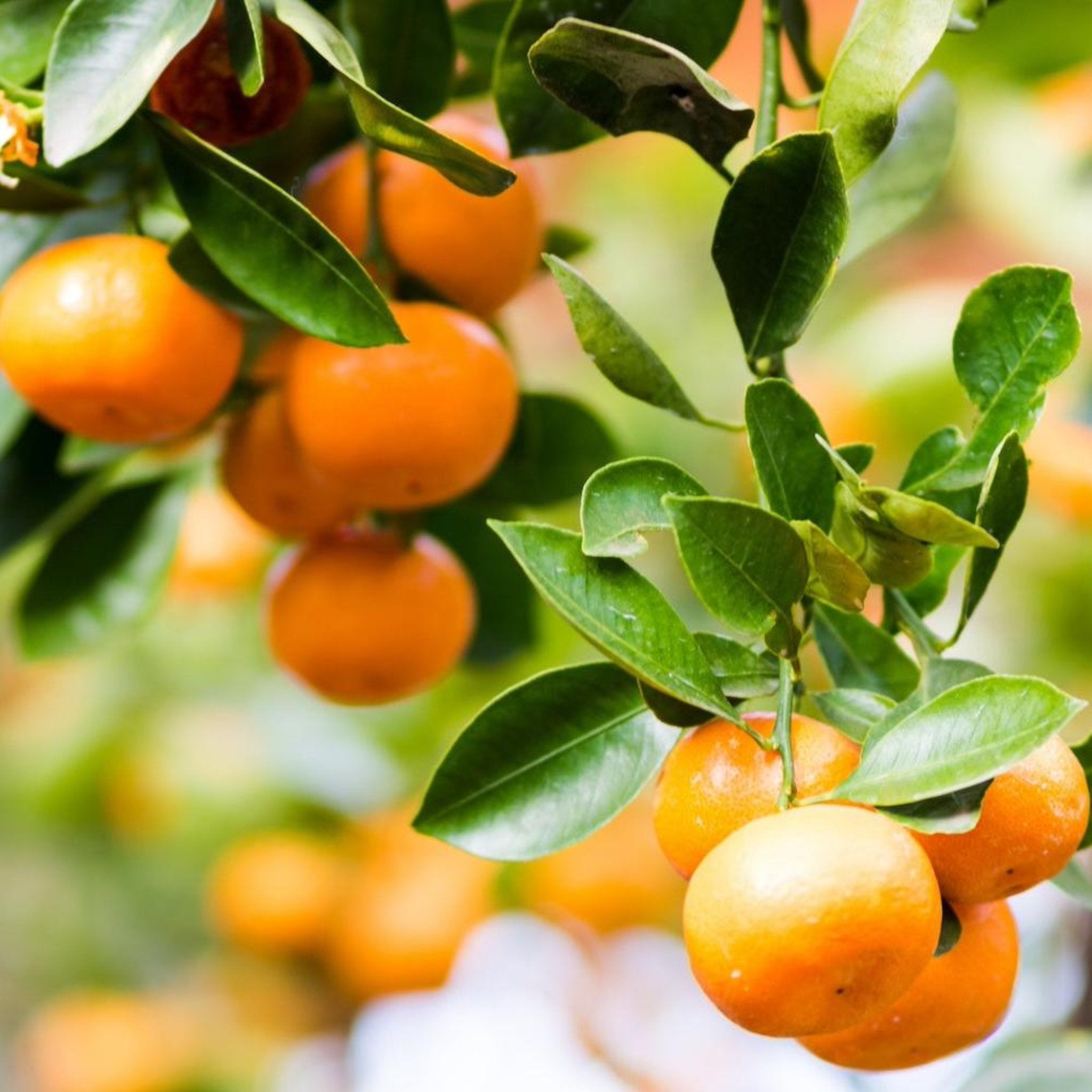 Clementine Mandarin Tree live fruit plant