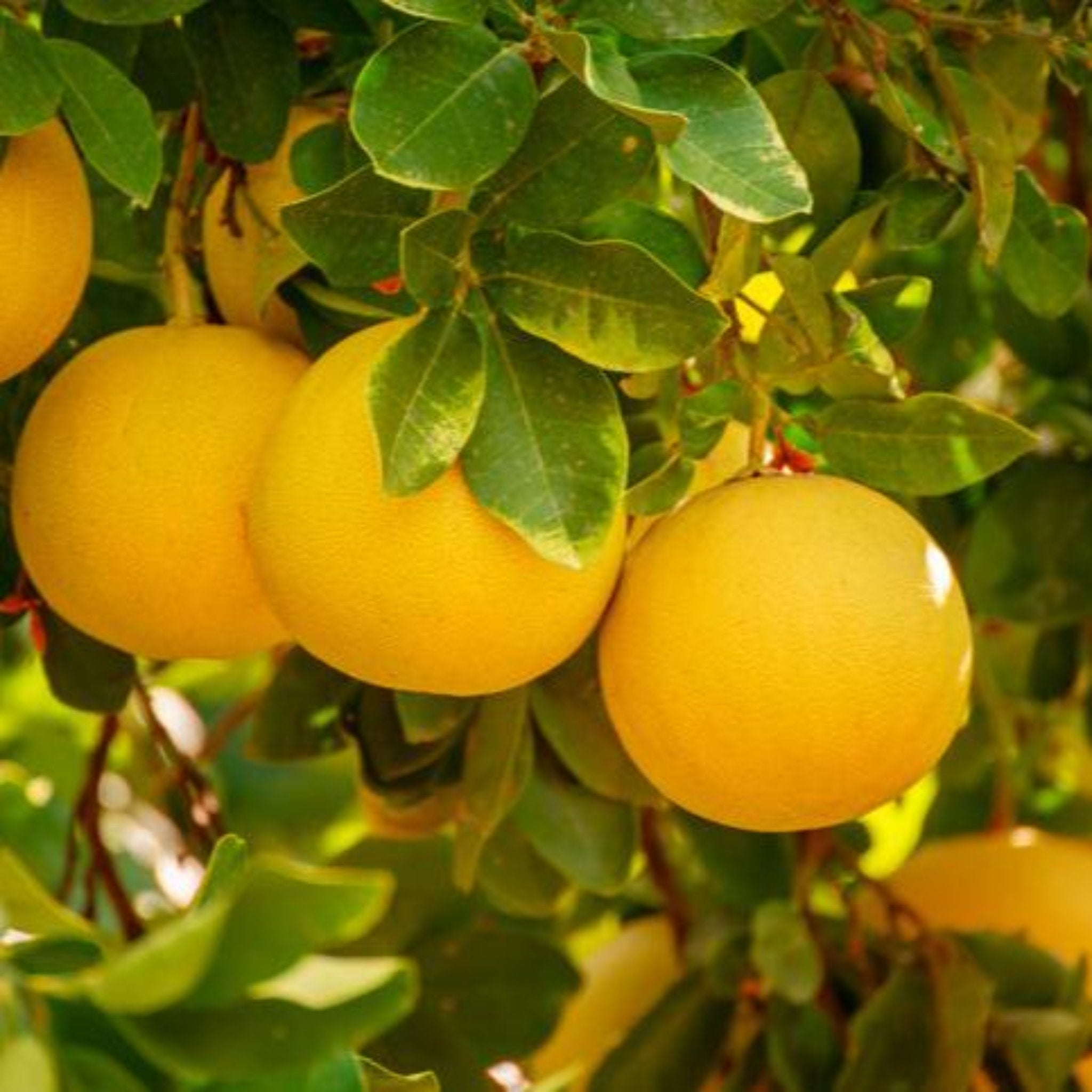 Cocktail Semi-Dwarf Grapefruit Tree live fruit plant