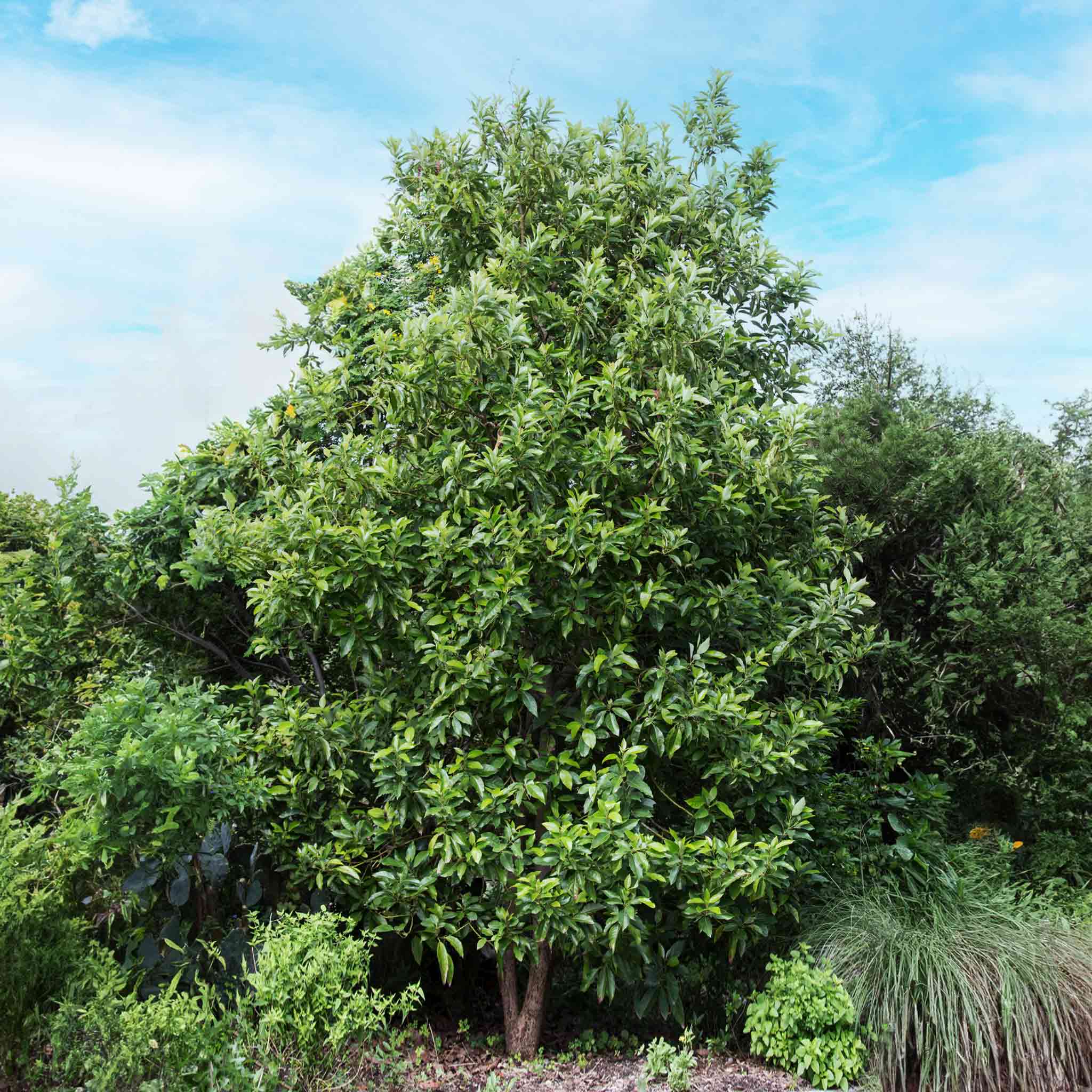 Cold Hardy Avocado Tree — Grafted Fruit Tree live plant