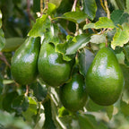 Cold Hardy Avocado Tree — Grafted Fruit Tree live plant
