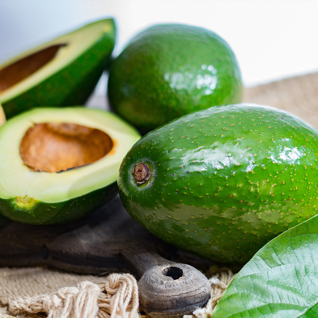 Cold Hardy Avocado Tree — Grafted Fruit Tree live plant
