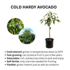 Cold Hardy Avocado Tree — Grafted Fruit Tree live plant